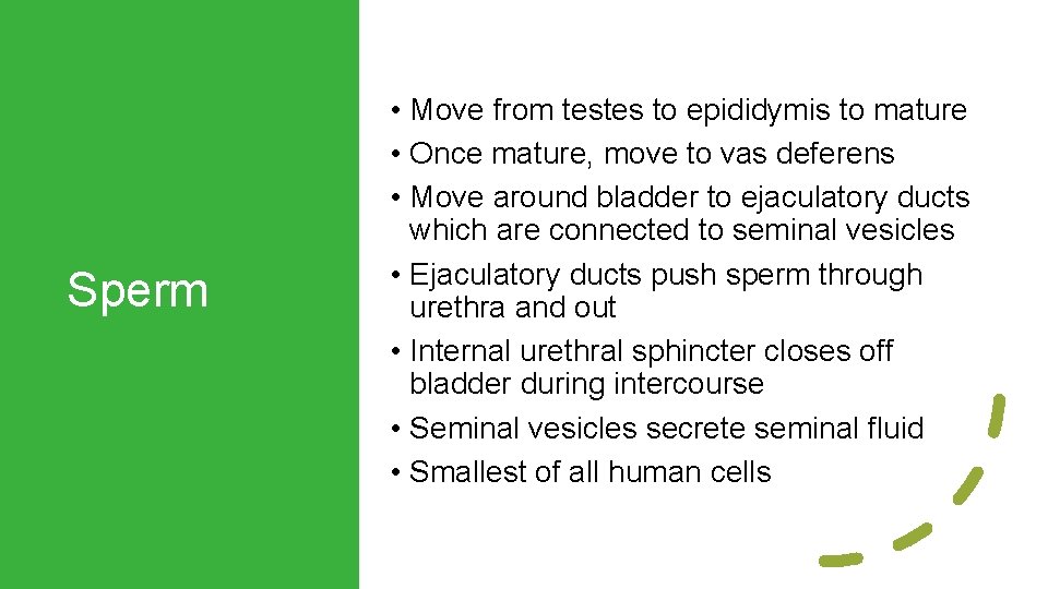 Sperm • Move from testes to epididymis to mature • Once mature, move to