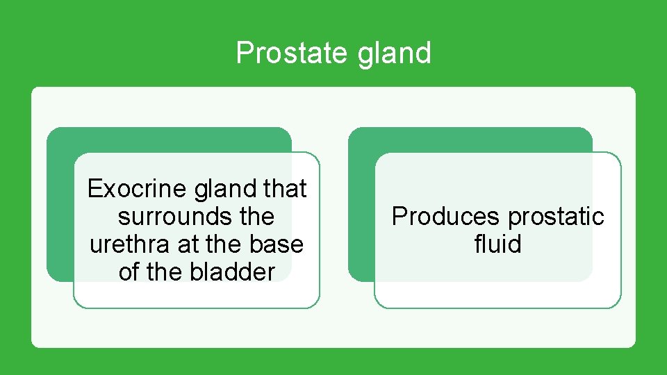 Prostate gland Exocrine gland that surrounds the urethra at the base of the bladder