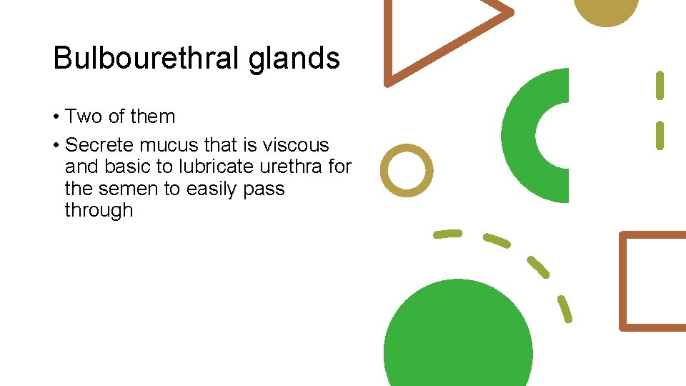 Bulbourethral glands • Two of them • Secrete mucus that is viscous and basic