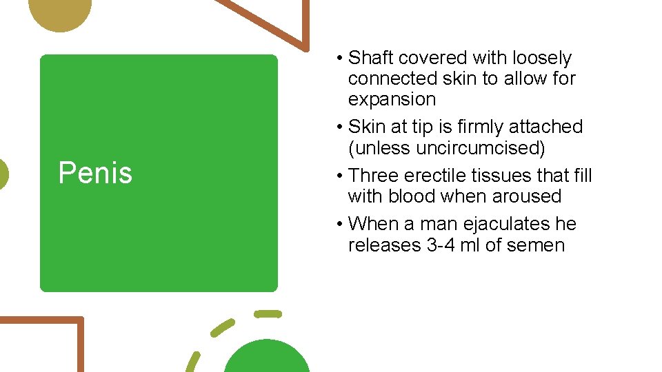 Penis • Shaft covered with loosely connected skin to allow for expansion • Skin