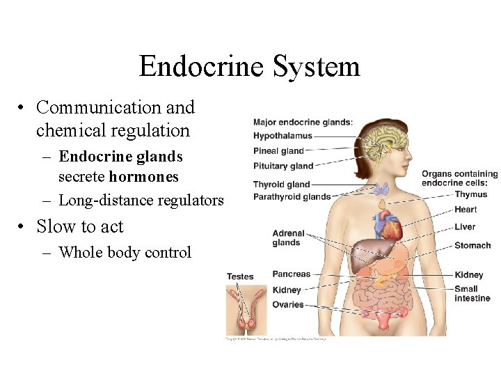 Endocrine System • Communication and chemical regulation – Endocrine glands secrete hormones – Long-distance