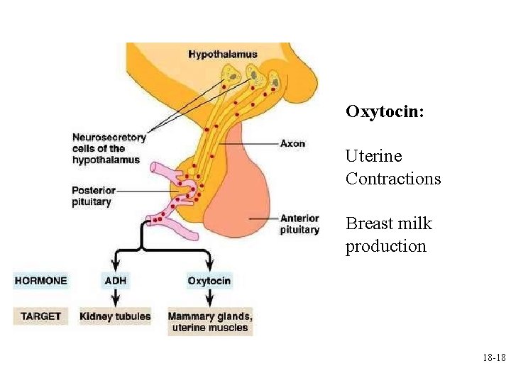 Oxytocin: Uterine Contractions Breast milk production 18 -18 