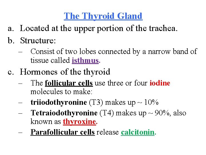 The Thyroid Gland a. Located at the upper portion of the trachea. b. Structure: