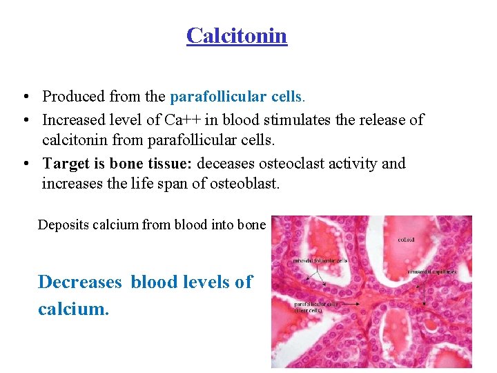 Calcitonin • Produced from the parafollicular cells. • Increased level of Ca++ in blood