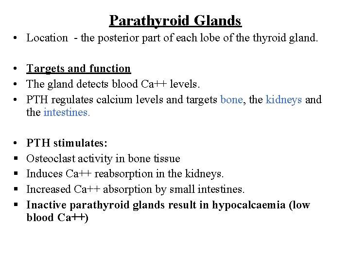 Parathyroid Glands • Location - the posterior part of each lobe of the thyroid