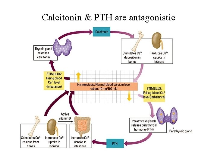 Calcitonin & PTH are antagonistic 