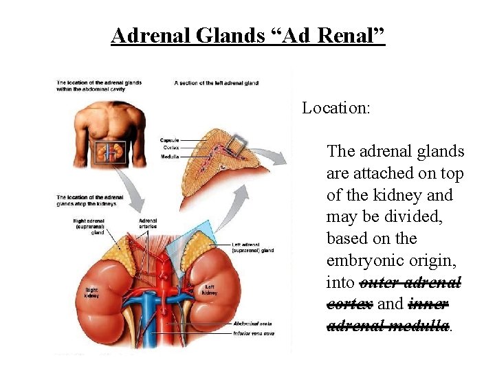 Adrenal Glands “Ad Renal” Location: The adrenal glands are attached on top of the