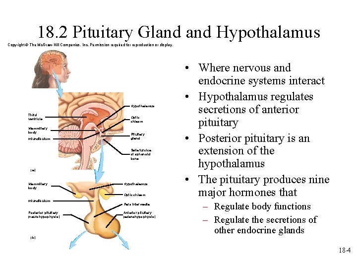18. 2 Pituitary Gland Hypothalamus Copyright © The Mc. Graw-Hill Companies, Inc. Permission required