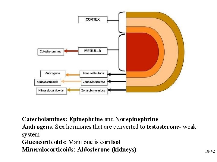 Catecholamines: Epinephrine and Norepinephrine Androgens: Sex hormones that are converted to testosterone- weak system