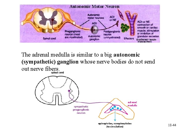 The adrenal medulla is similar to a big autonomic (sympathetic) ganglion whose nerve bodies