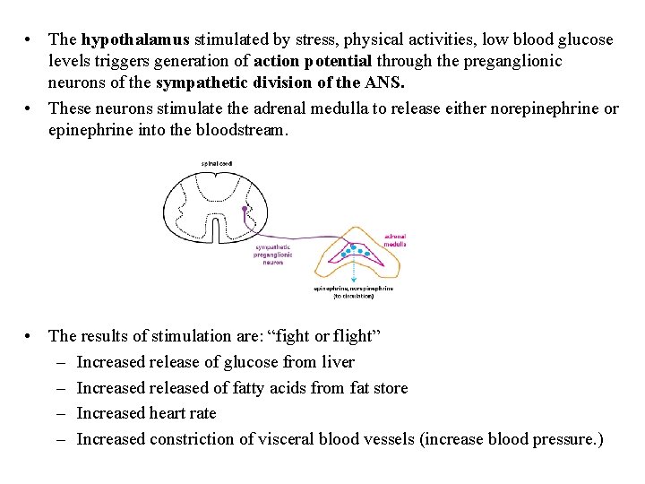  • The hypothalamus stimulated by stress, physical activities, low blood glucose levels triggers