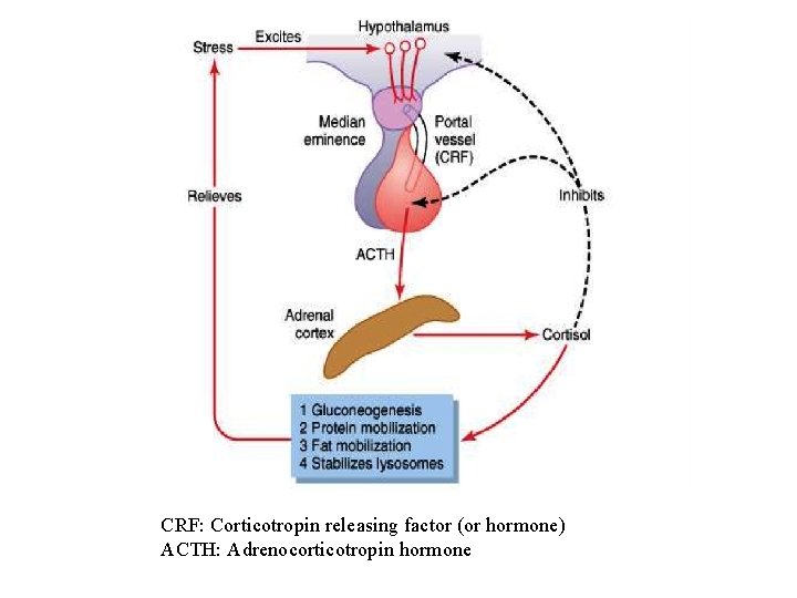 CRF: Corticotropin releasing factor (or hormone) ACTH: Adrenocorticotropin hormone 