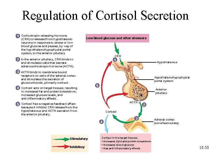 Regulation of Cortisol Secretion 1 Corticotropin-releasing hormone (CRH) is released from hypothalamic neurons in