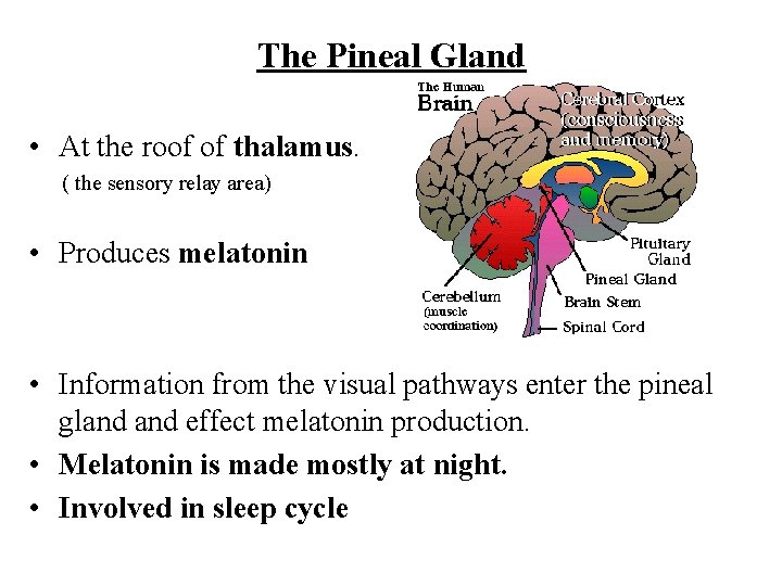 The Pineal Gland • At the roof of thalamus. ( the sensory relay area)