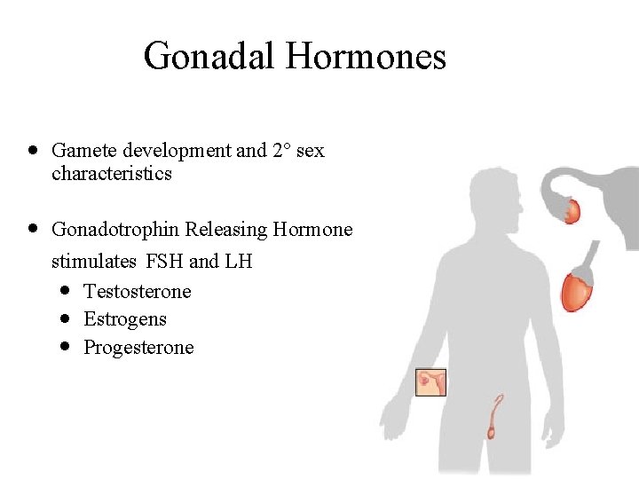 Gonadal Hormones l Gamete development and 2° sex characteristics l Gonadotrophin Releasing Hormone stimulates