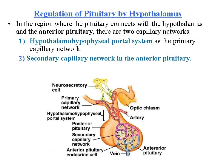 Regulation of Pituitary by Hypothalamus • In the region where the pituitary connects with