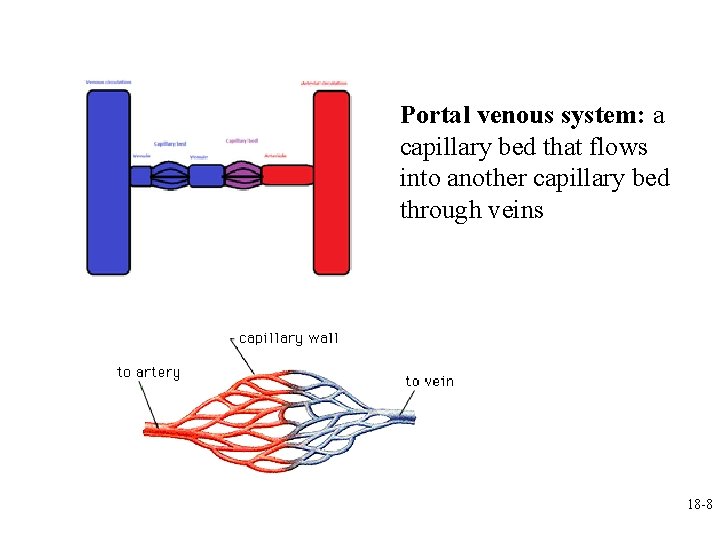 Portal venous system: a capillary bed that flows into another capillary bed through veins