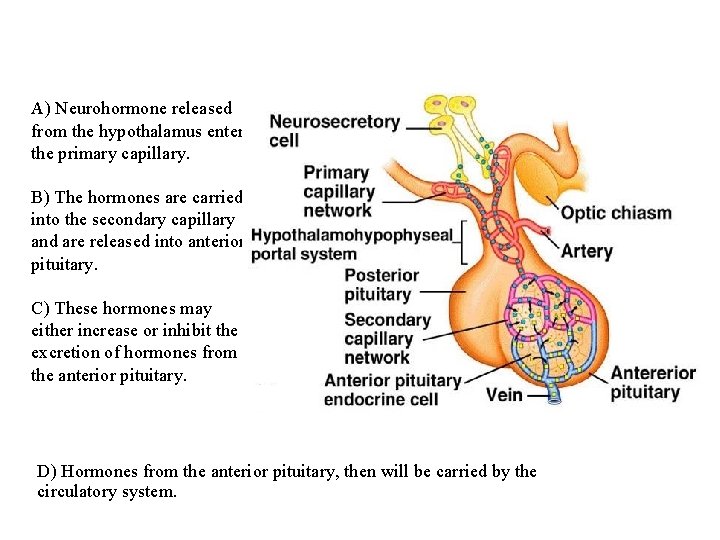 A) Neurohormone released from the hypothalamus enter the primary capillary. B) The hormones are