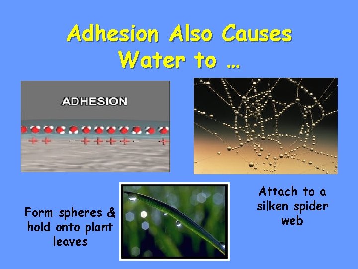 Adhesion Also Causes Water to … Form spheres & hold onto plant leaves Attach