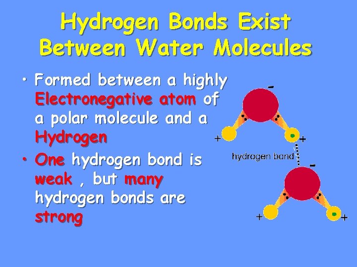 Hydrogen Bonds Exist Between Water Molecules • Formed between a highly Electronegative atom of