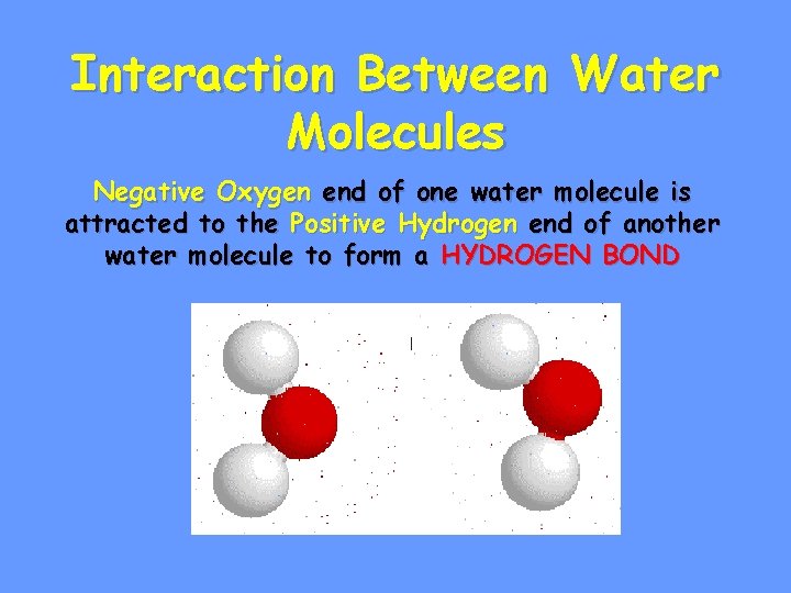 Interaction Between Water Molecules Negative Oxygen end of one water molecule is attracted to