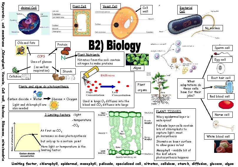 Keywords: , cell membrane , Chloroplast, Vacuole, Cell wall, Nucleus, Ribosome, mitochondria Plant Cell