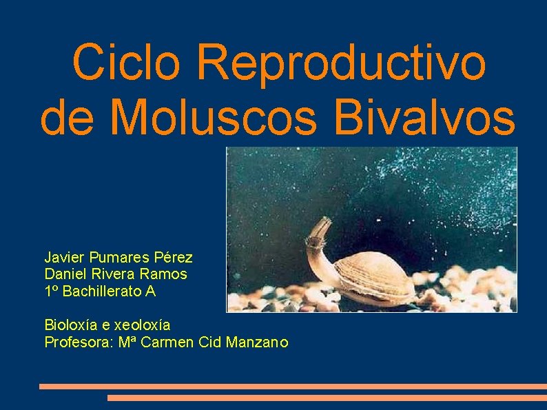 Ciclo Reproductivo de Moluscos Bivalvos Javier Pumares Pérez Daniel Rivera Ramos 1º Bachillerato A