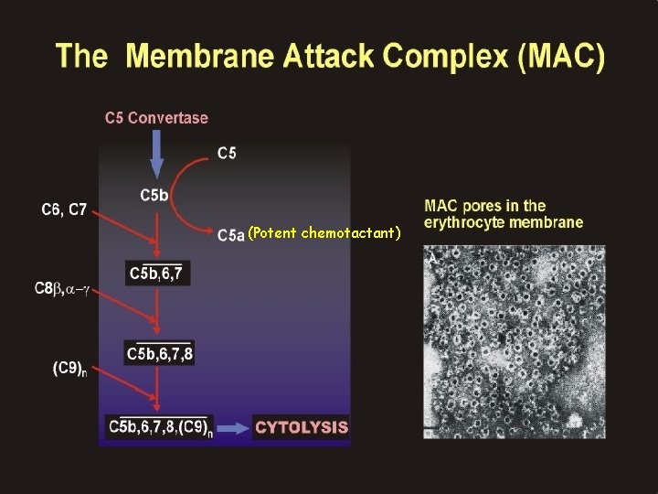 (Potent chemotactant) 