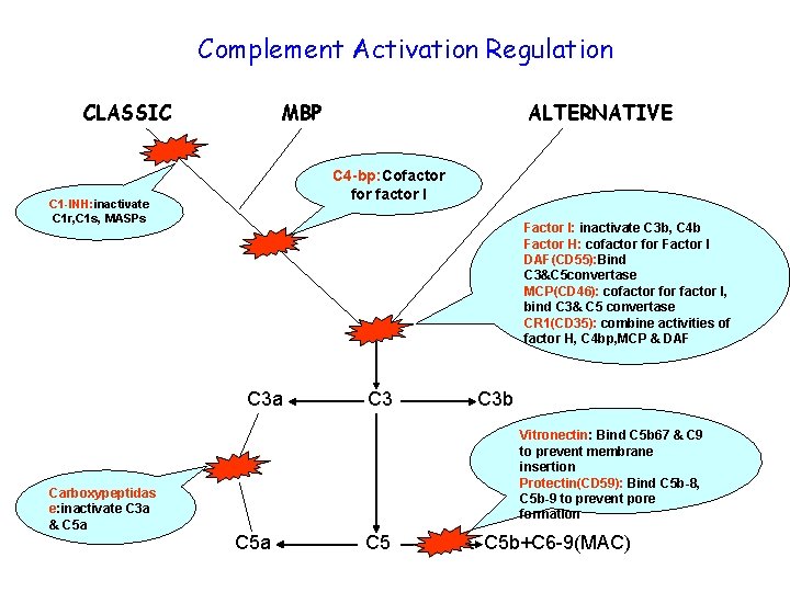 Complement Activation Regulation CLASSIC MBP C 4 -bp: Cofactor I C 1 -INH: inactivate