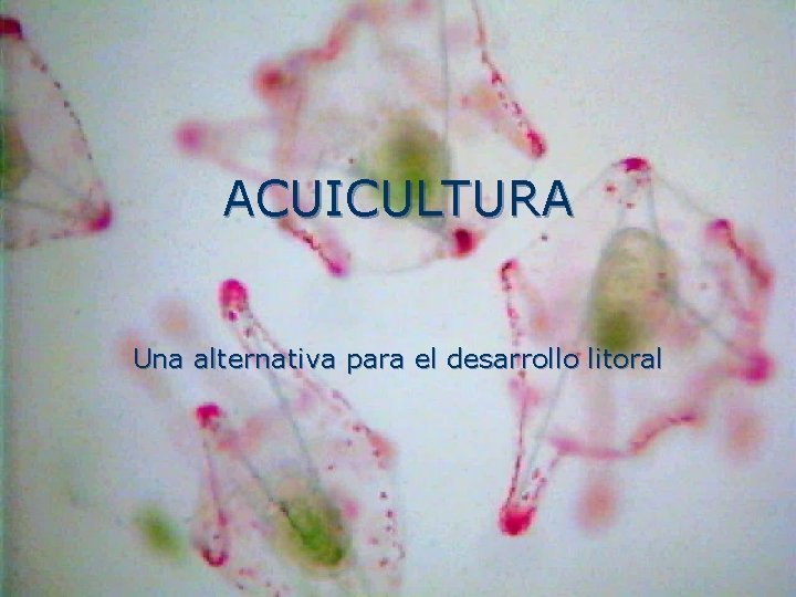 ACUICULTURA Una alternativa para el desarrollo litoral 