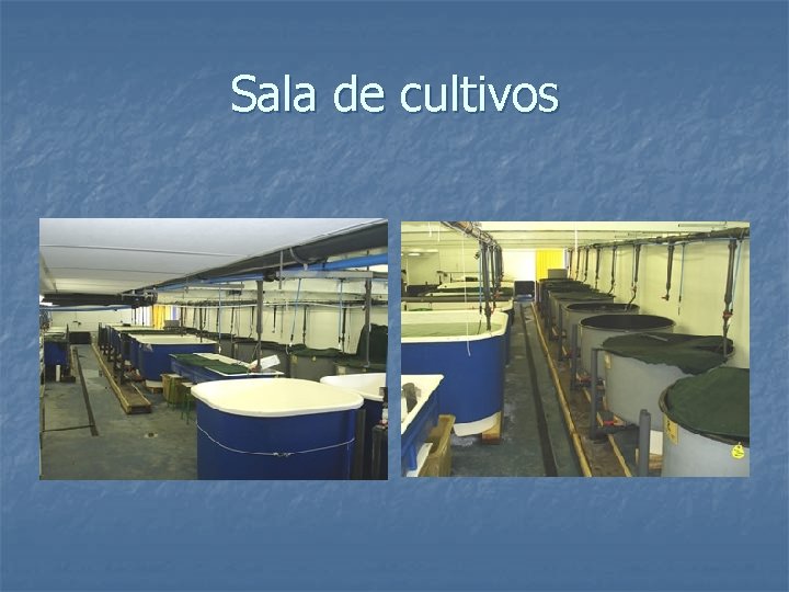 Sala de cultivos 