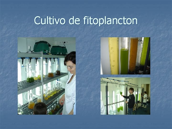 Cultivo de fitoplancton 