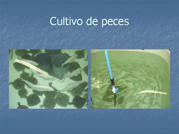 Cultivo de peces 