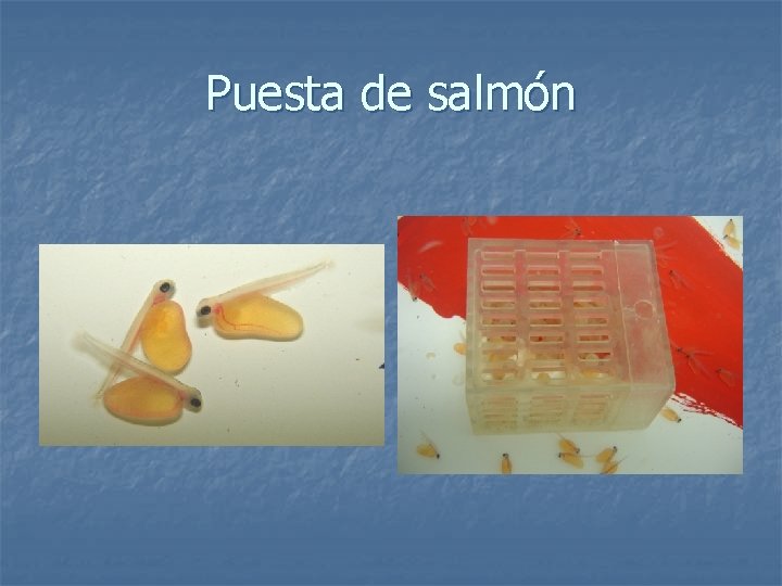 Puesta de salmón 