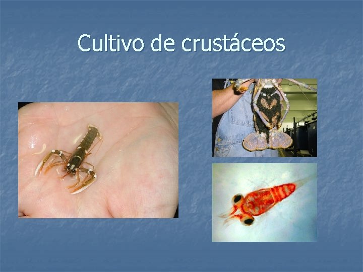 Cultivo de crustáceos 