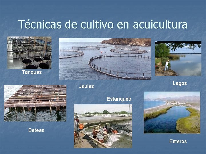 Técnicas de cultivo en acuicultura Tanques Lagos Jaulas Estanques Bateas Esteros 