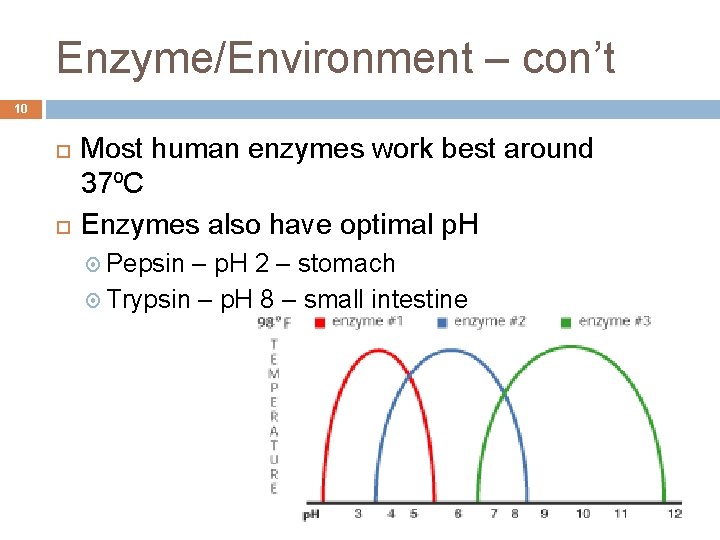 Enzyme/Environment – con’t 10 Most human enzymes work best around 37ºC Enzymes also have