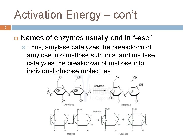 Activation Energy – con’t 5 Names of enzymes usually end in “-ase” Thus, amylase