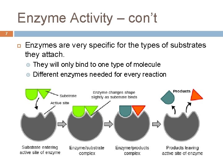 Enzyme Activity – con’t 7 Enzymes are very specific for the types of substrates
