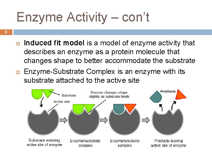 Enzyme Activity – con’t 8 Induced fit model is a model of enzyme activity