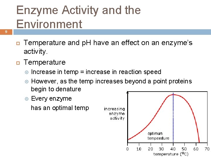 9 Enzyme Activity and the Environment Temperature and p. H have an effect on