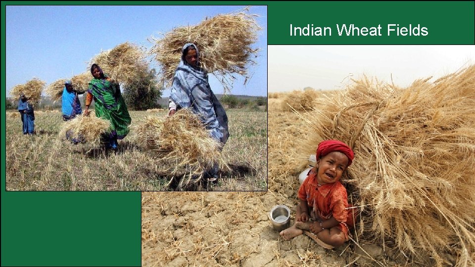 Indian Wheat Fields 