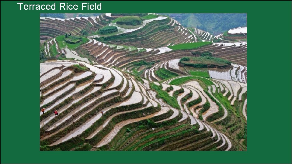 Terraced Rice Field 