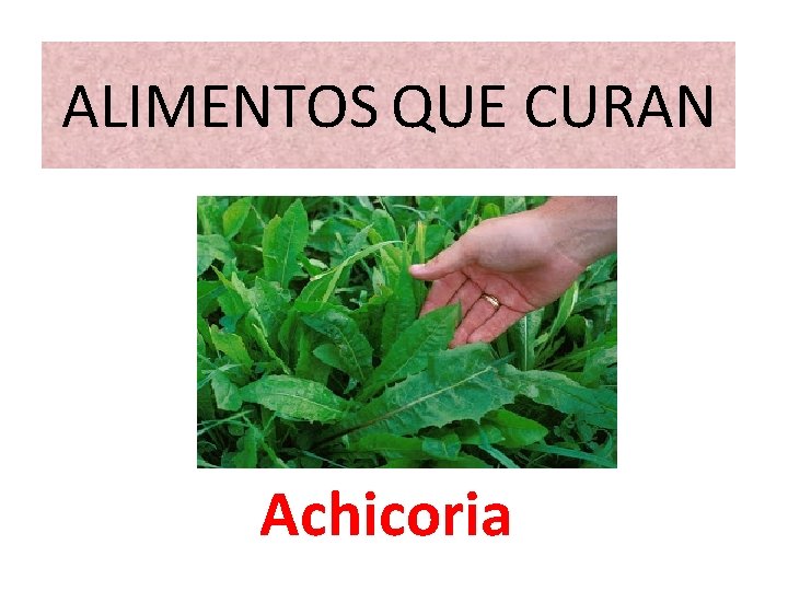 ALIMENTOS QUE CURAN Achicoria 