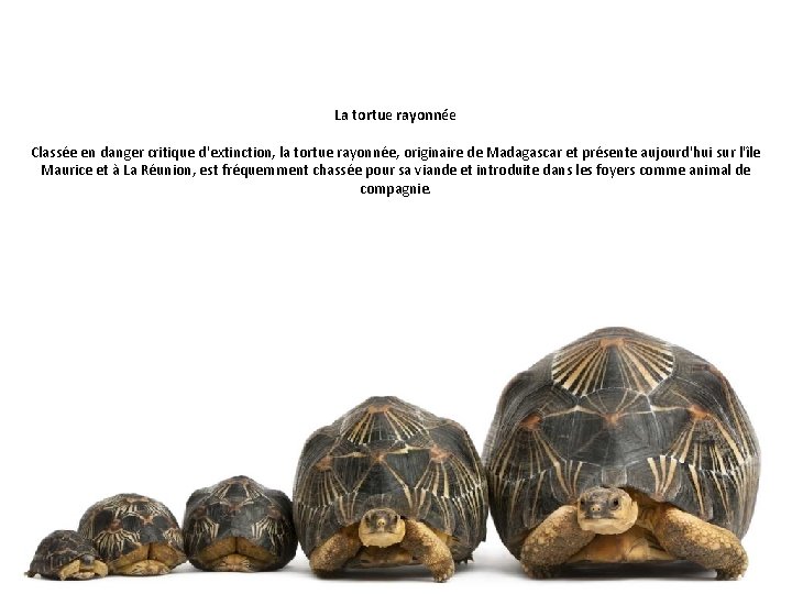 La tortue rayonnée Classée en danger critique d'extinction, la tortue rayonnée, originaire de Madagascar