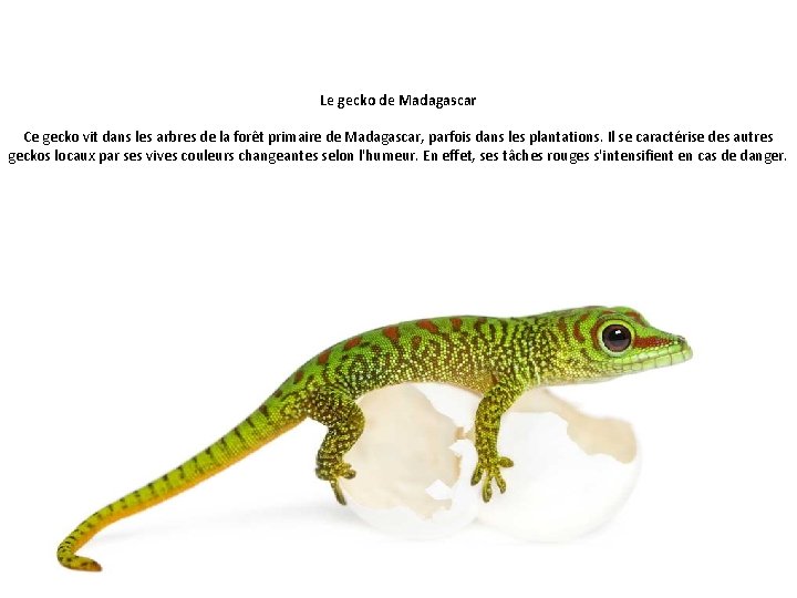 Le gecko de Madagascar Ce gecko vit dans les arbres de la forêt primaire