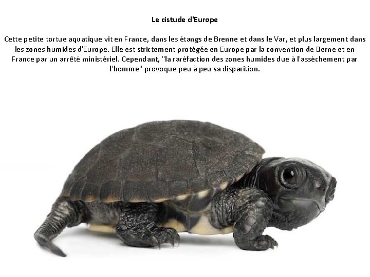 Le cistude d'Europe Cette petite tortue aquatique vit en France, dans les étangs de