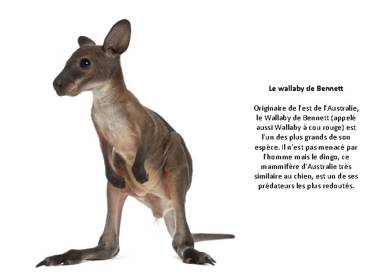 Le wallaby de Bennett Originaire de l'est de l'Australie, le Wallaby de Bennett (appelé