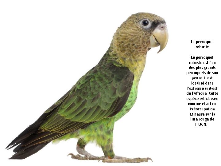 Le perroquet robuste est l'un des plus grands perroquets de son genre. Il est