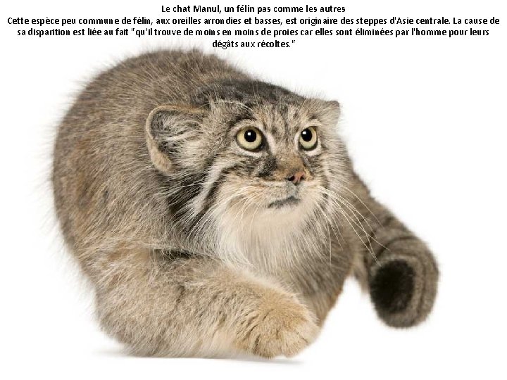 Le chat Manul, un félin pas comme les autres Cette espèce peu commune de